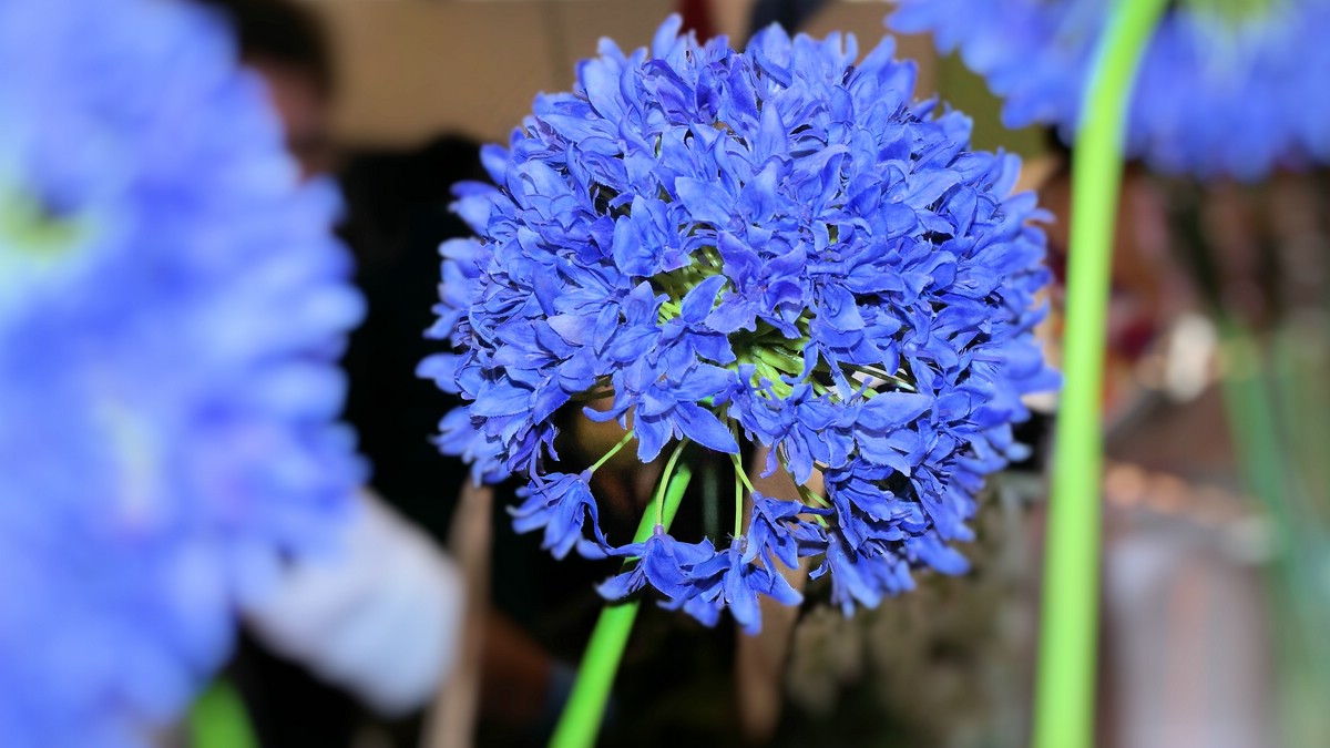 O Fotomagazin / Bluehendes Oesterreich 2016